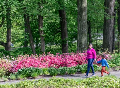 Strolling by the azaleas at the New York Botanical Garden - Credit: Courtesy of NYBG